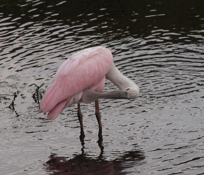 [Bird stands in the water with its head bent back so its bill is touching some feathers just behind its legs.]